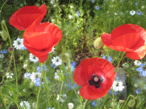 red poppieS